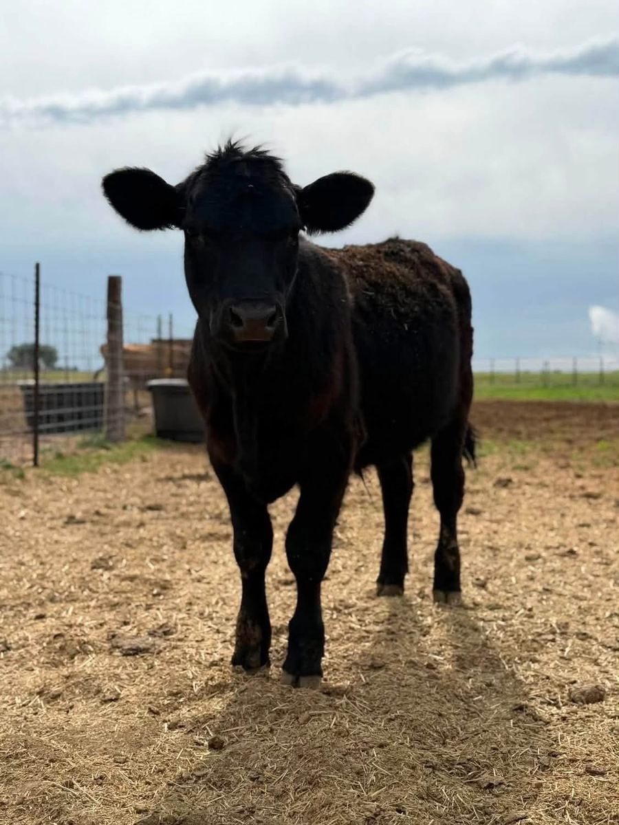 Black Angus Steer - 1yr old