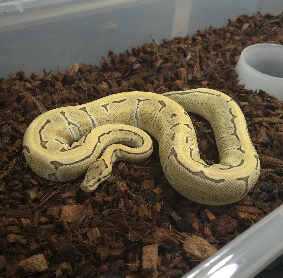 DG Enchi Pinstripe DH Clown Pied Ball Python