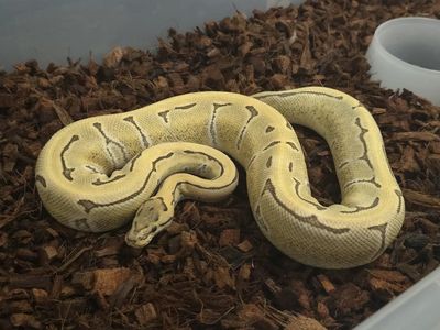 DG Enchi Pinstripe DH Clown Pied Ball Python