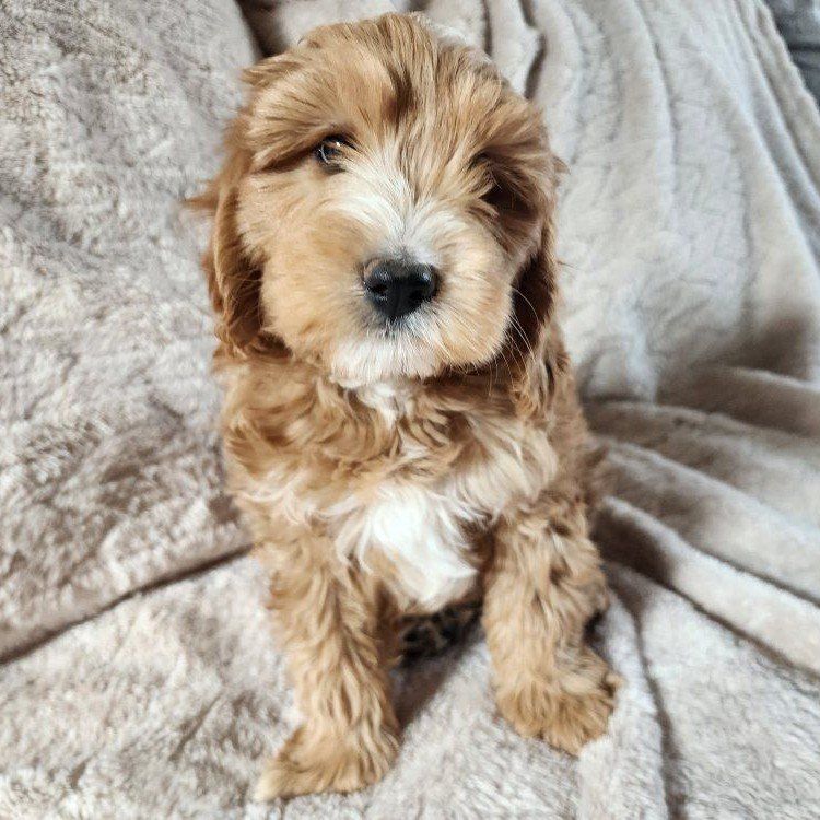 micro mini Goldendoodle puppies, Golden Doodle