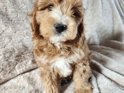 micro mini Goldendoodle puppies, Golden Doodle