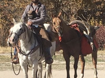 16-Year-Old Ranch Broke Grade Mare