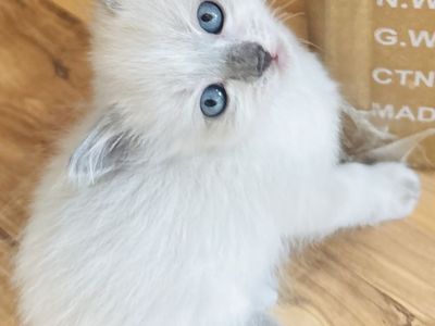 Ragdoll kittens, blue point bengal and rag doll mix kittens as well.