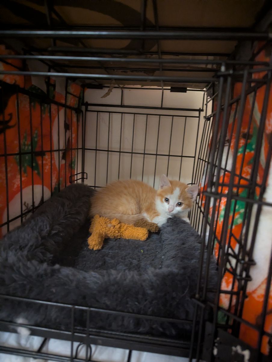 8 week old Orange and white Cat