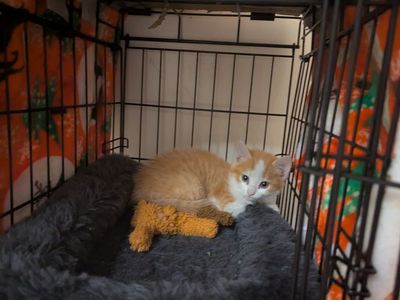 8 week old Orange and white Cat