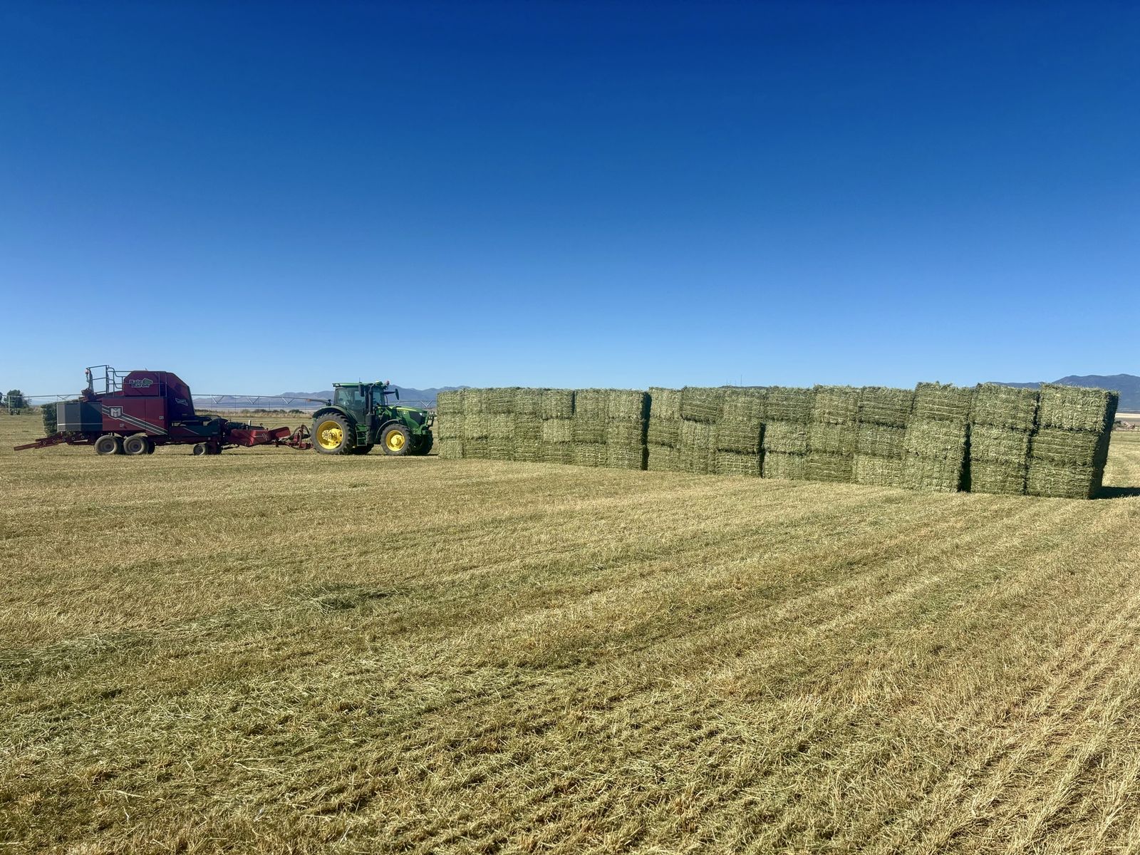 Bundled Premium Timothy Grass Hay