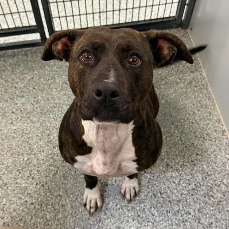 A163061 Bea is Available for Adoption!