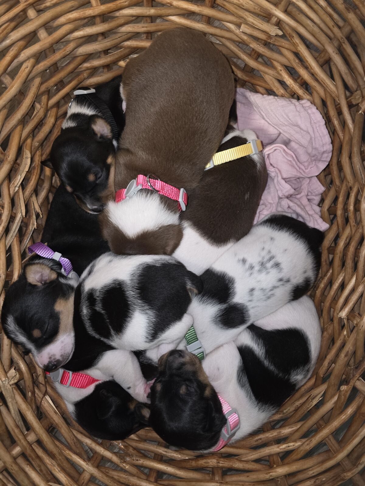 Rat Terrier Puppies