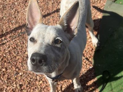 Hello my name is Sequin