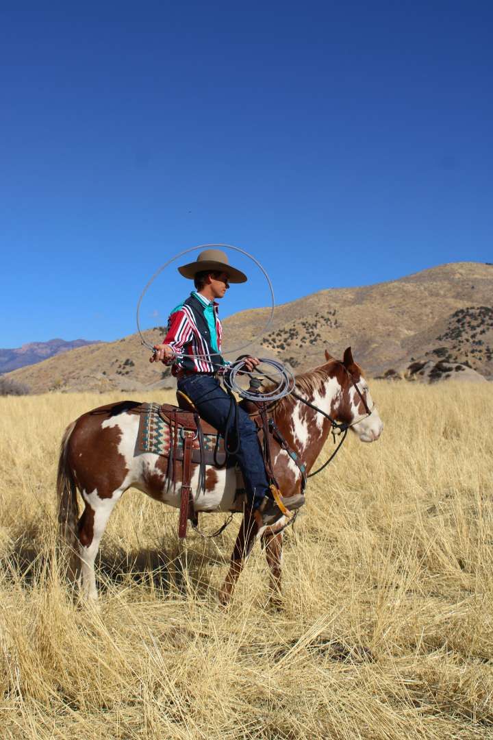 5 year old paint mare