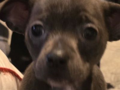 Chihuahua Puppies 8 wks