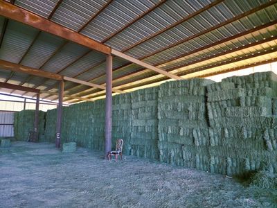 Grass Alfalfa Hay Mix