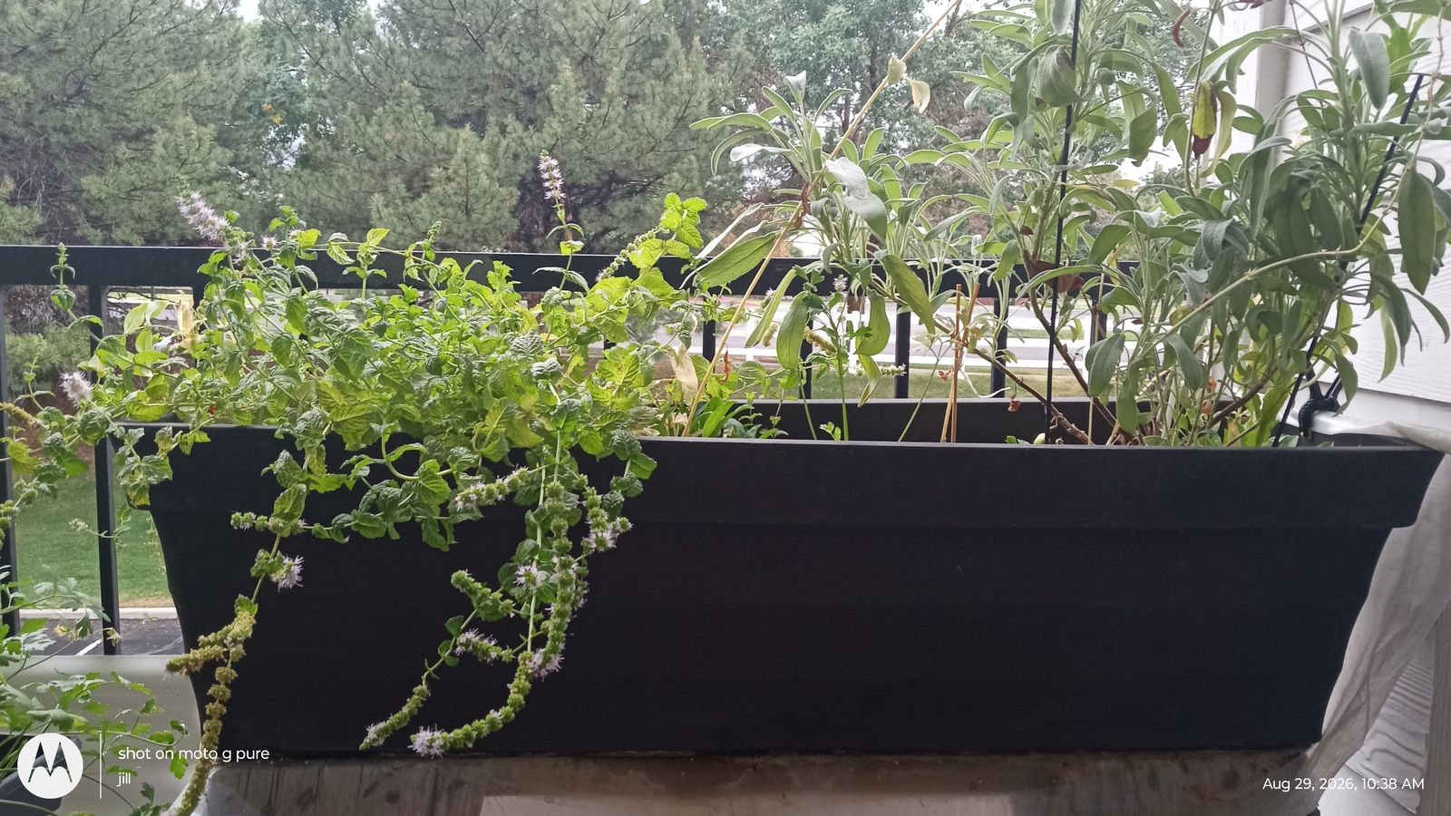 Large Black Planter Box with Established Herbs