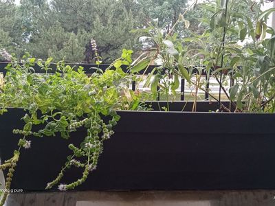 Large Black Planter Box with Established Herbs