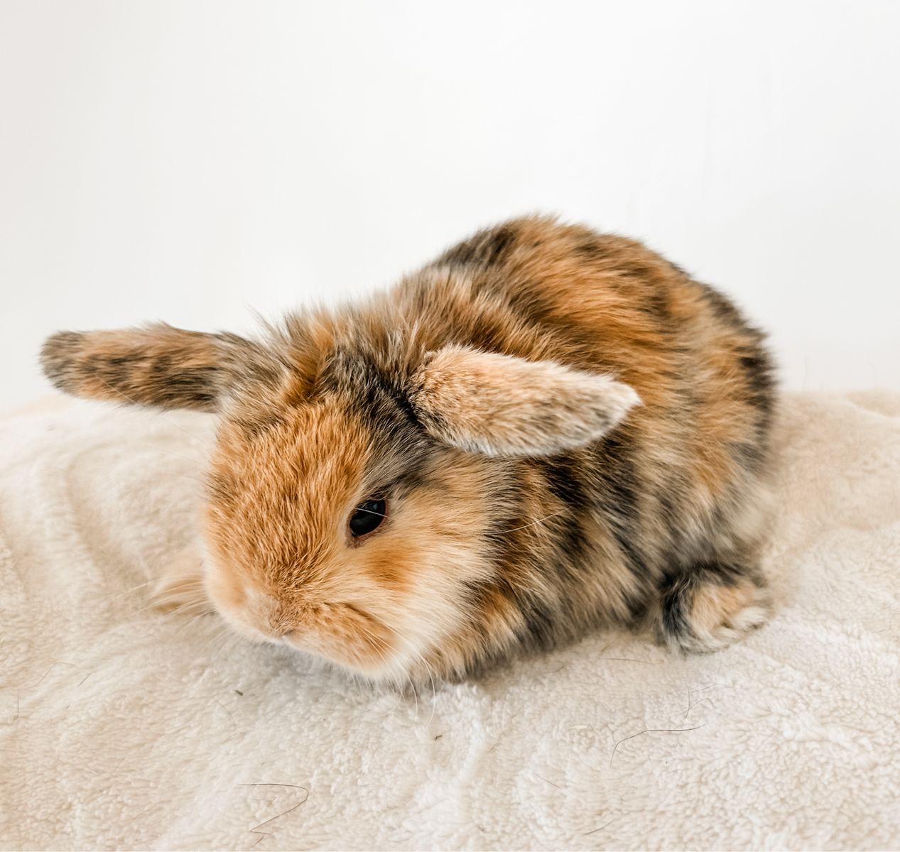 Adorable Holland Lops
