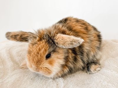 Adorable Holland Lops