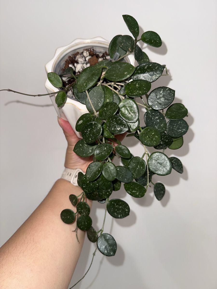 Hoya 'Mathilde' (splash) - Plant