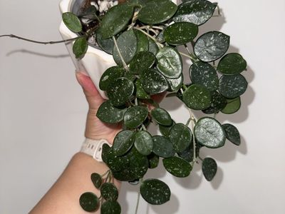 Hoya 'Mathilde' (splash) - Plant