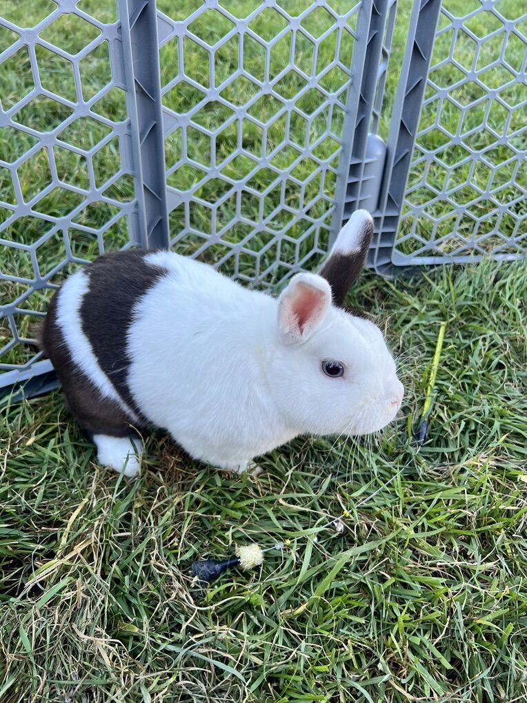 Male Dutch Rabbit