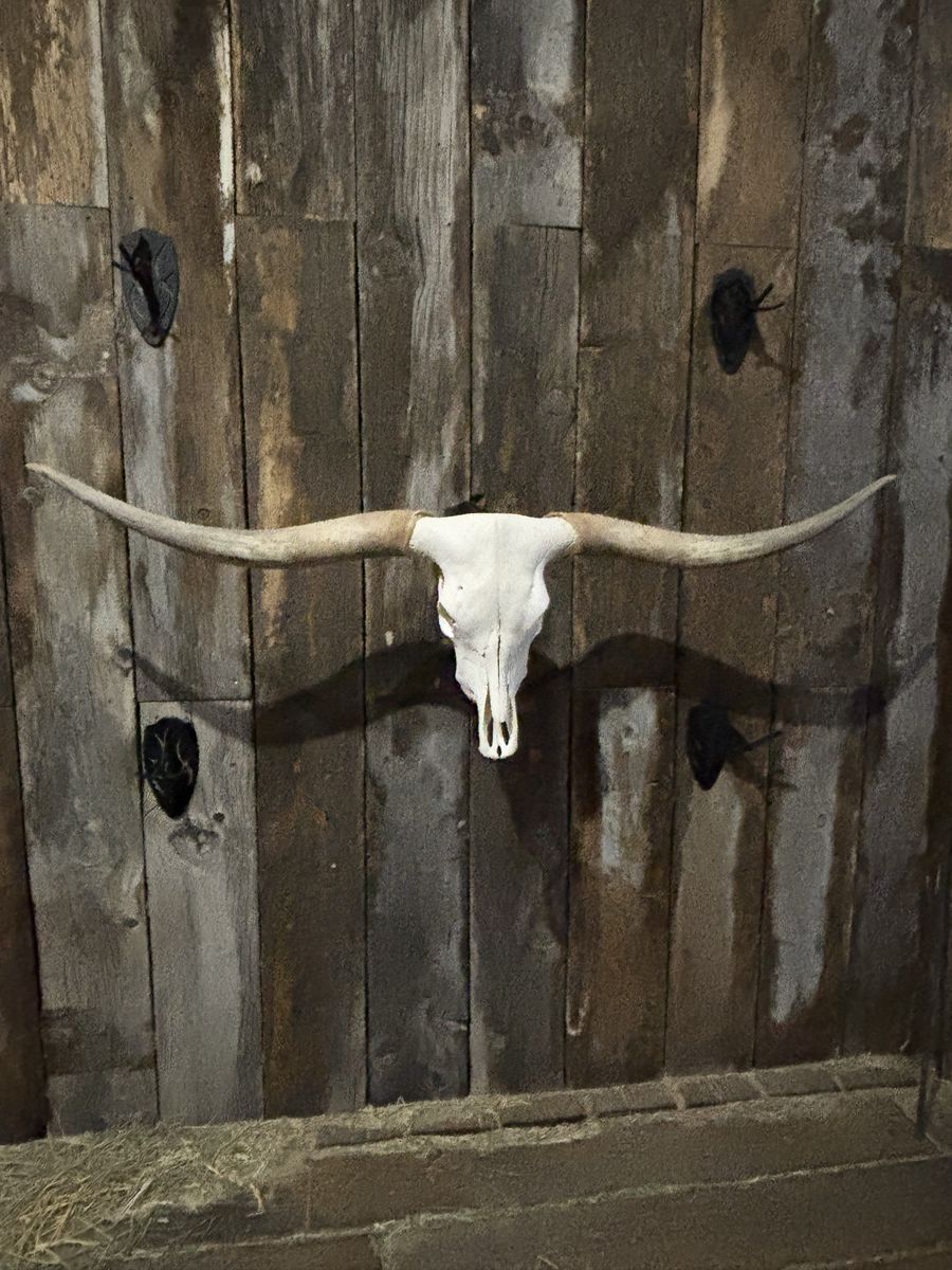Texas Longhorn European Mount skull