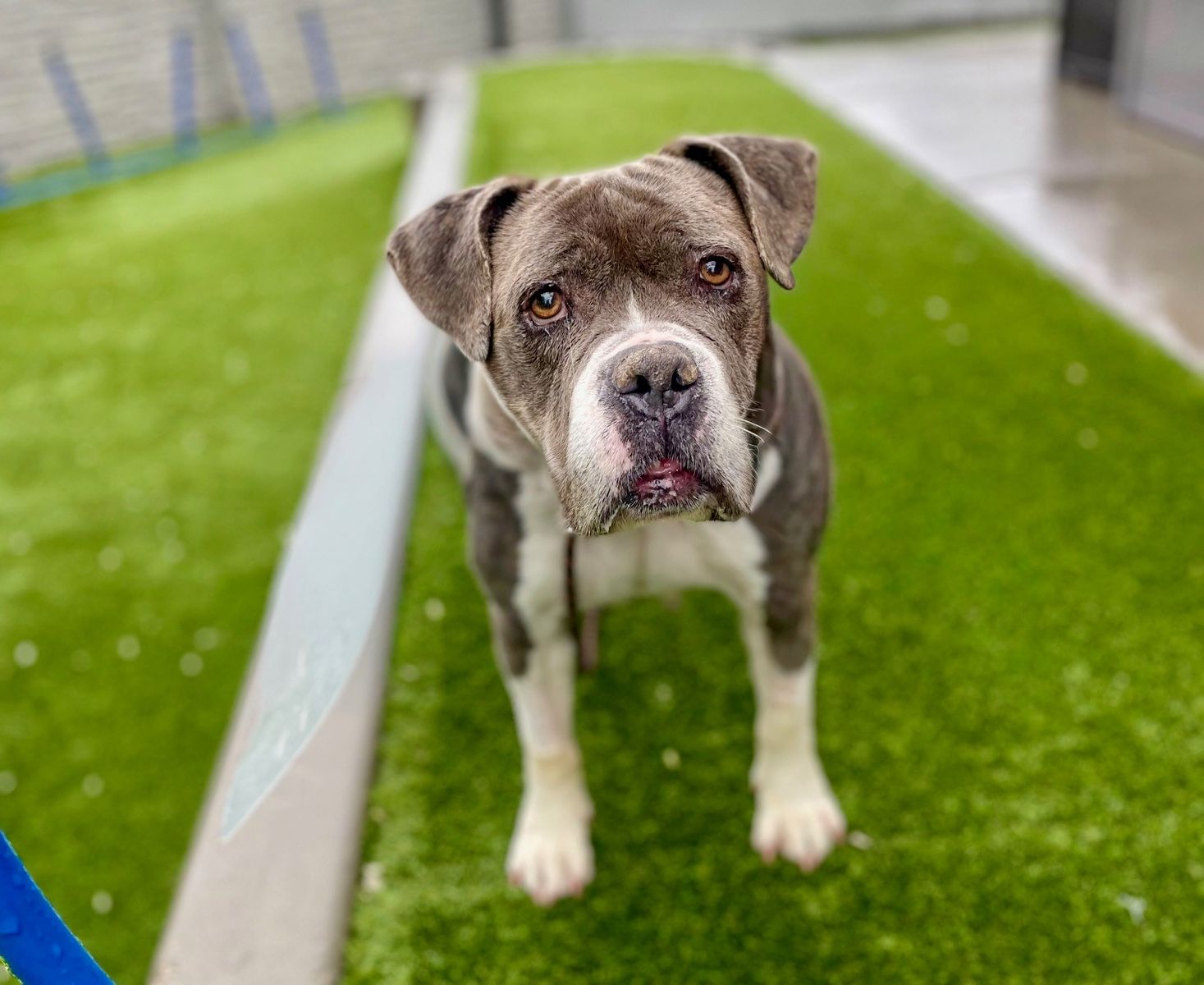 A90616 Baby Dee is Available for Adoption!