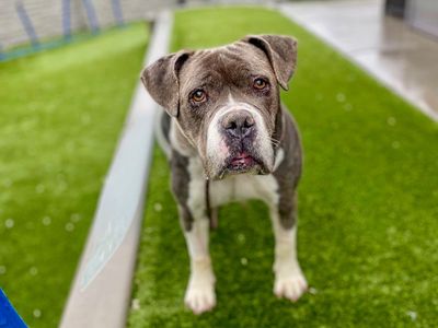 A90616 Baby Dee is Available for Adoption!