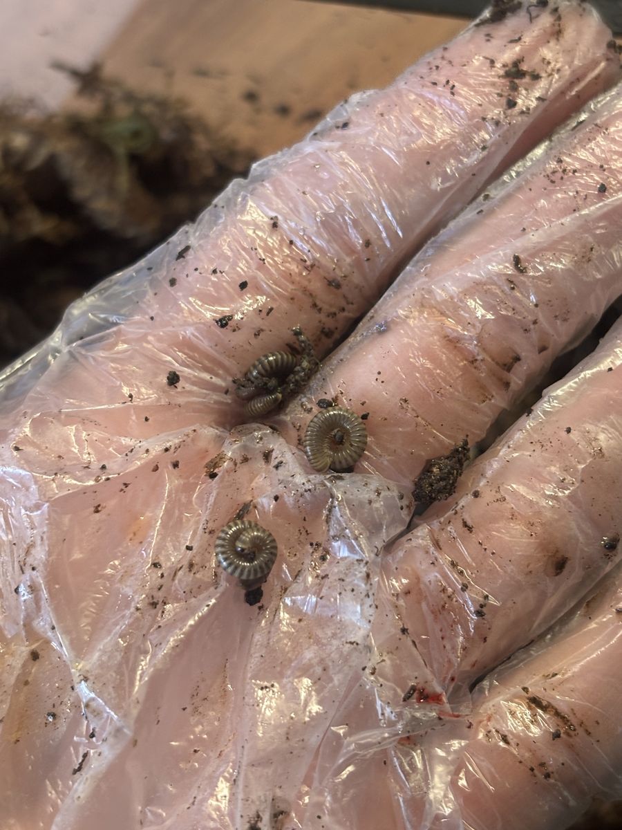 Bumblebee Millipedes