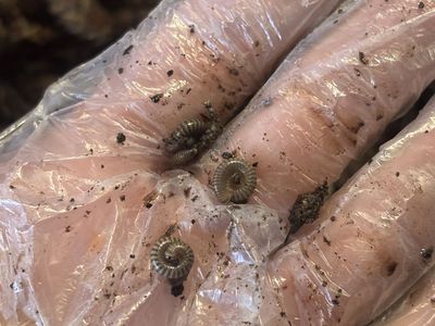 Bumblebee Millipedes