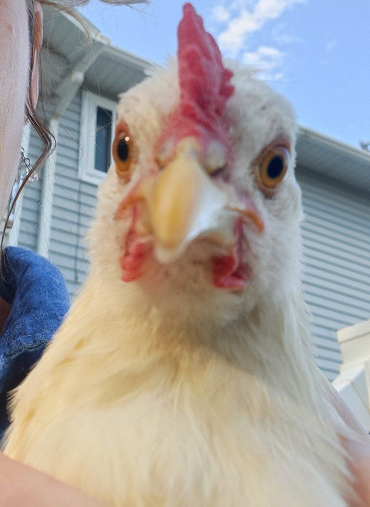 Live Chickens - Backyard Poultry