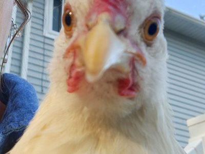 Live Chickens - Backyard Poultry