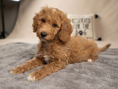Multigen Standard Golden Doodle Puppies