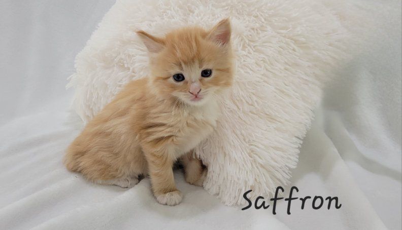 Only 1 left! Super Soft & Sweet! Rare Female Long-Haired Orange & White Tabby Kitten $250