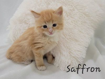 Only 1 left! Super Soft & Sweet! Rare Female Long-Haired Orange & White Tabby Kitten $250