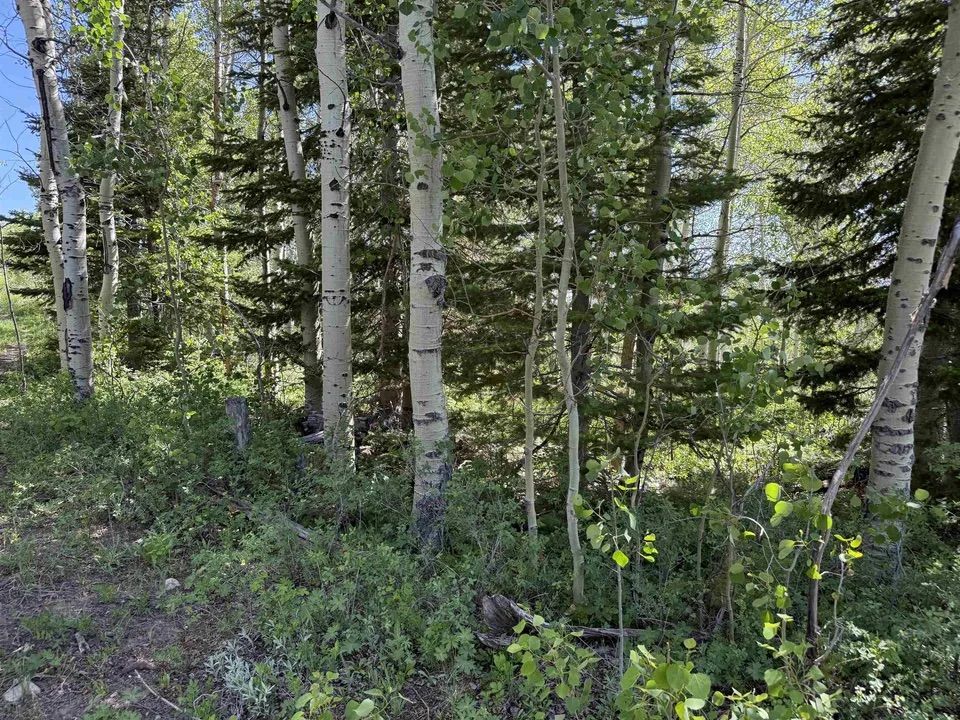 Main image 12