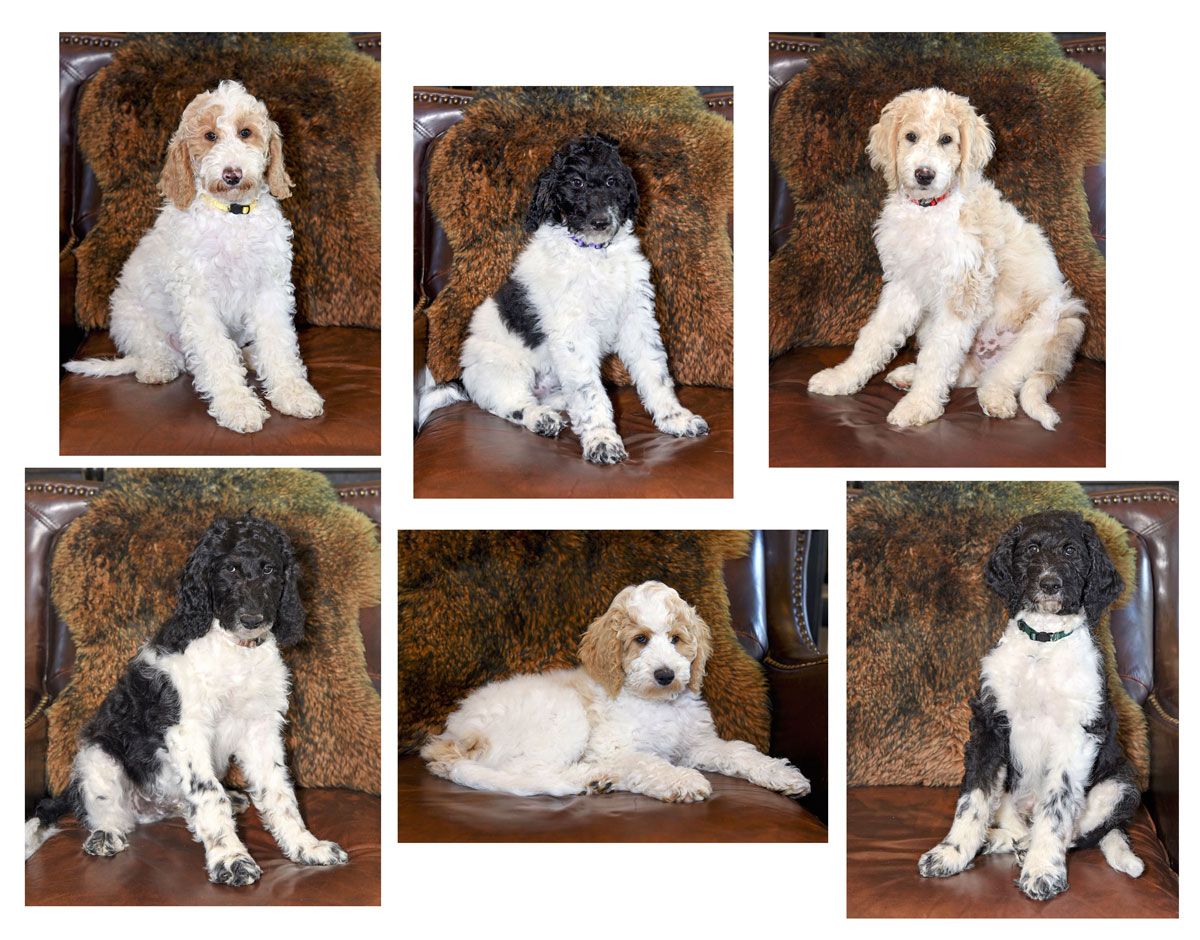 Multi-Gen Mini Goldendoodles