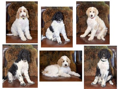 Multi-Gen Mini Goldendoodles