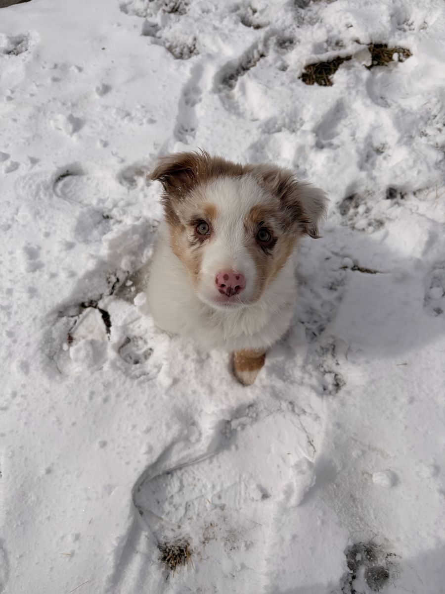 Nash- Male Merle Australian Shepherd