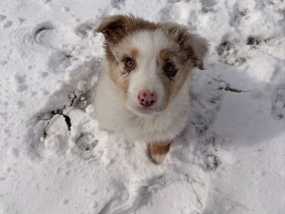 Nash- Male Merle Australian Shepherd