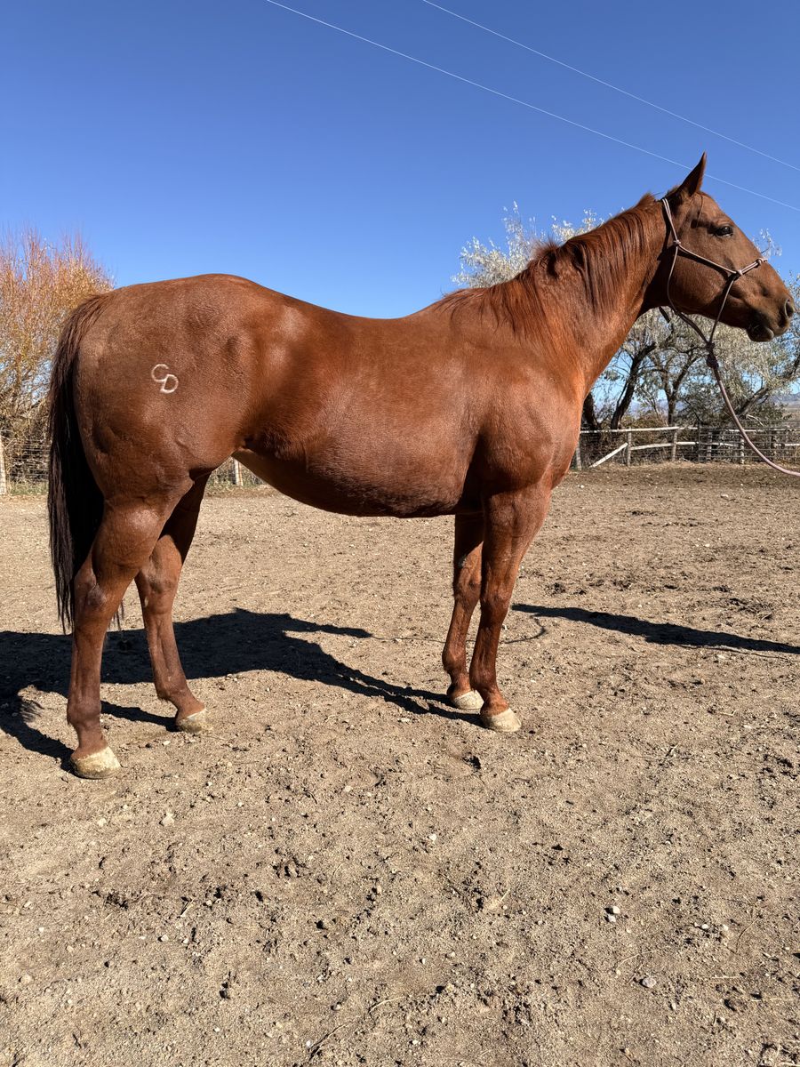 10 yr old APHA mare
