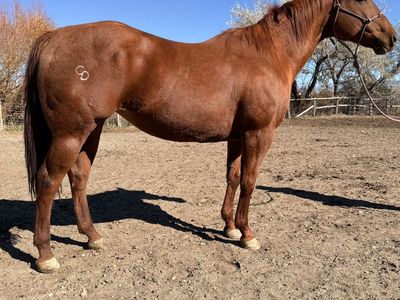 10 yr old APHA mare