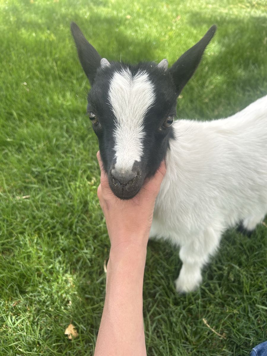 Goat for sale