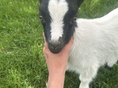 Goat for sale