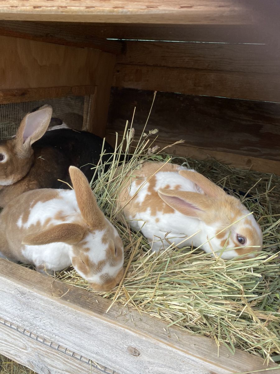 Standard Rex Bunnies