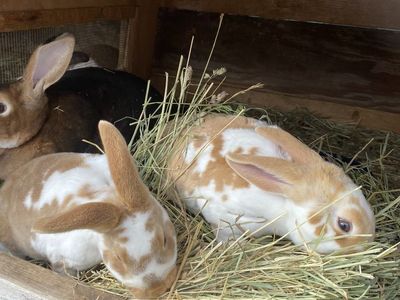 Standard Rex Bunnies