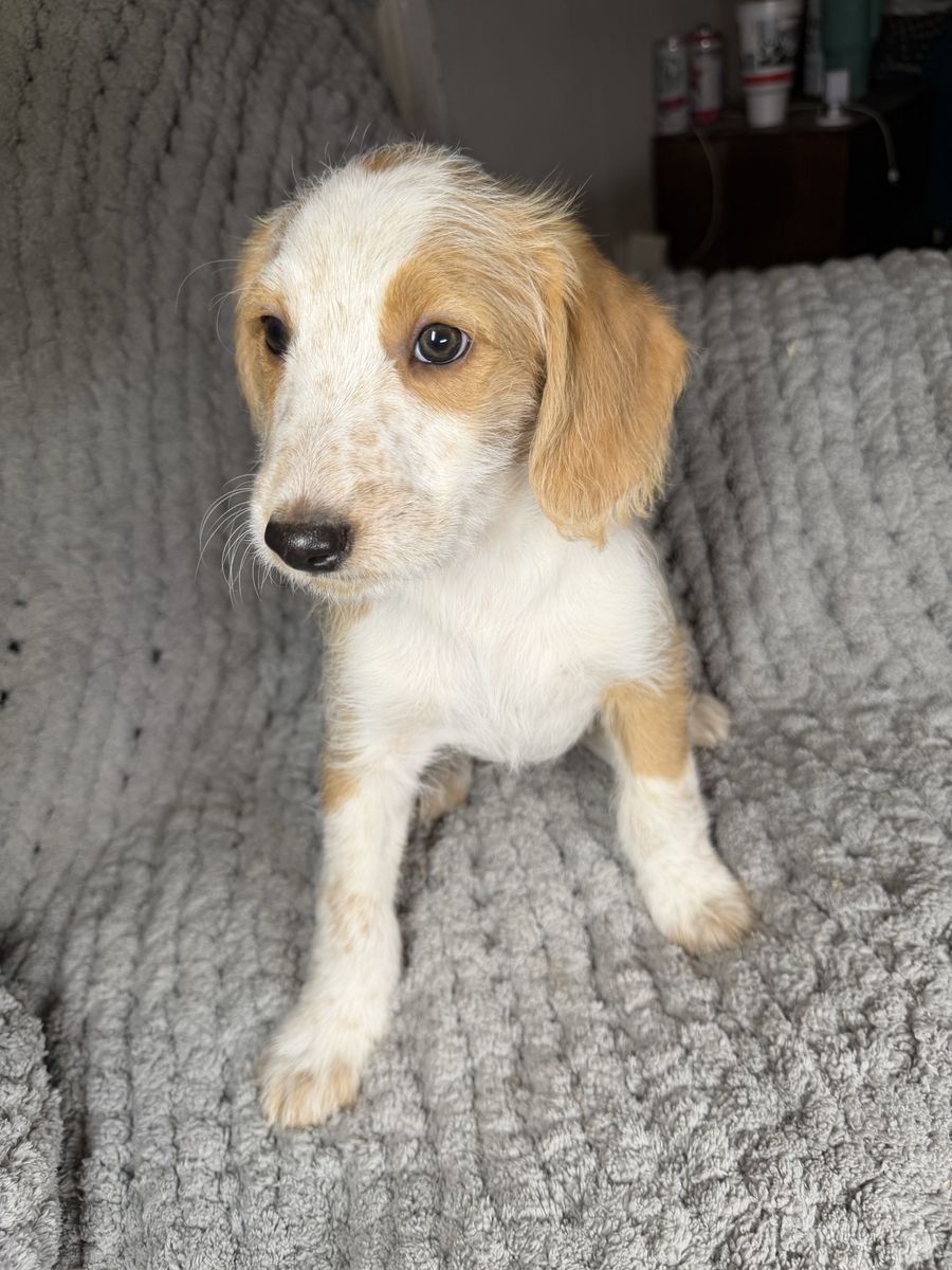 Shepherd & Standard Poodle Mix Puppies - 8 Weeks Old