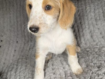 Shepherd & Standard Poodle Mix Puppies - 8 Weeks Old