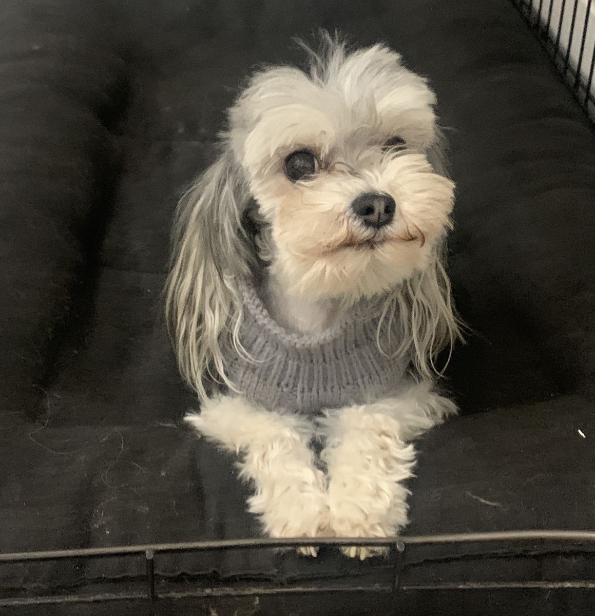Zeke the 3lb Male Dog for Stud Service - Healthy, 7-Year-Old Pet