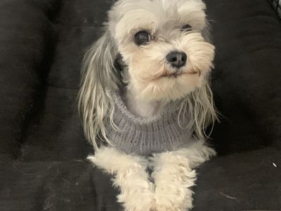 Zeke the 3lb Male Dog for Stud Service - Healthy, 7-Year-Old Pet