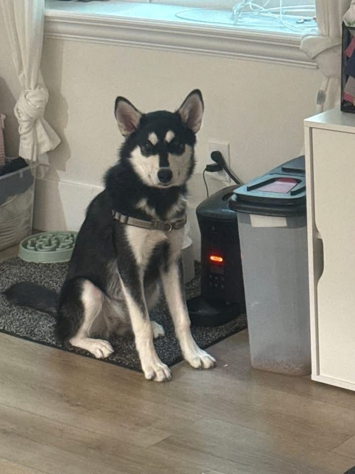 Rehoming Alaskan Malamute