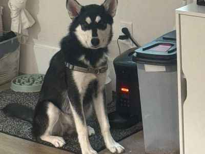 Rehoming Alaskan Malamute